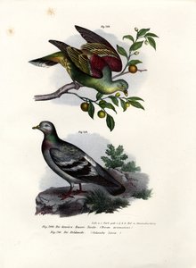 Buru Green Pigeon by German School